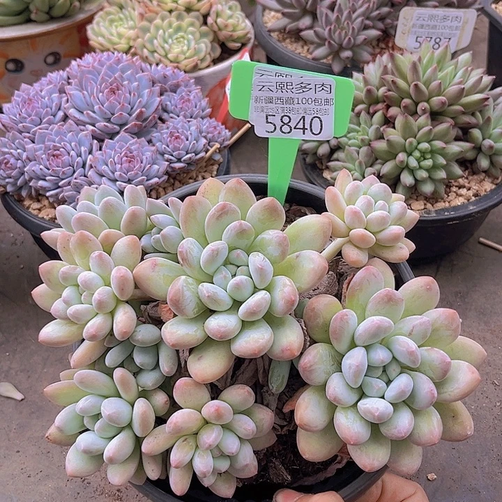 5840香水。