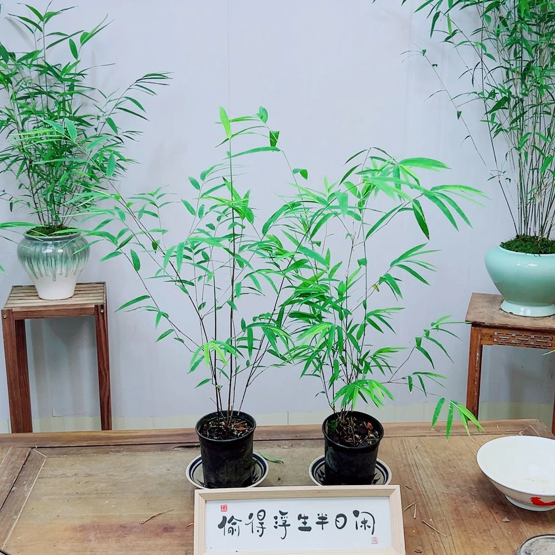 不开花植物内门竹