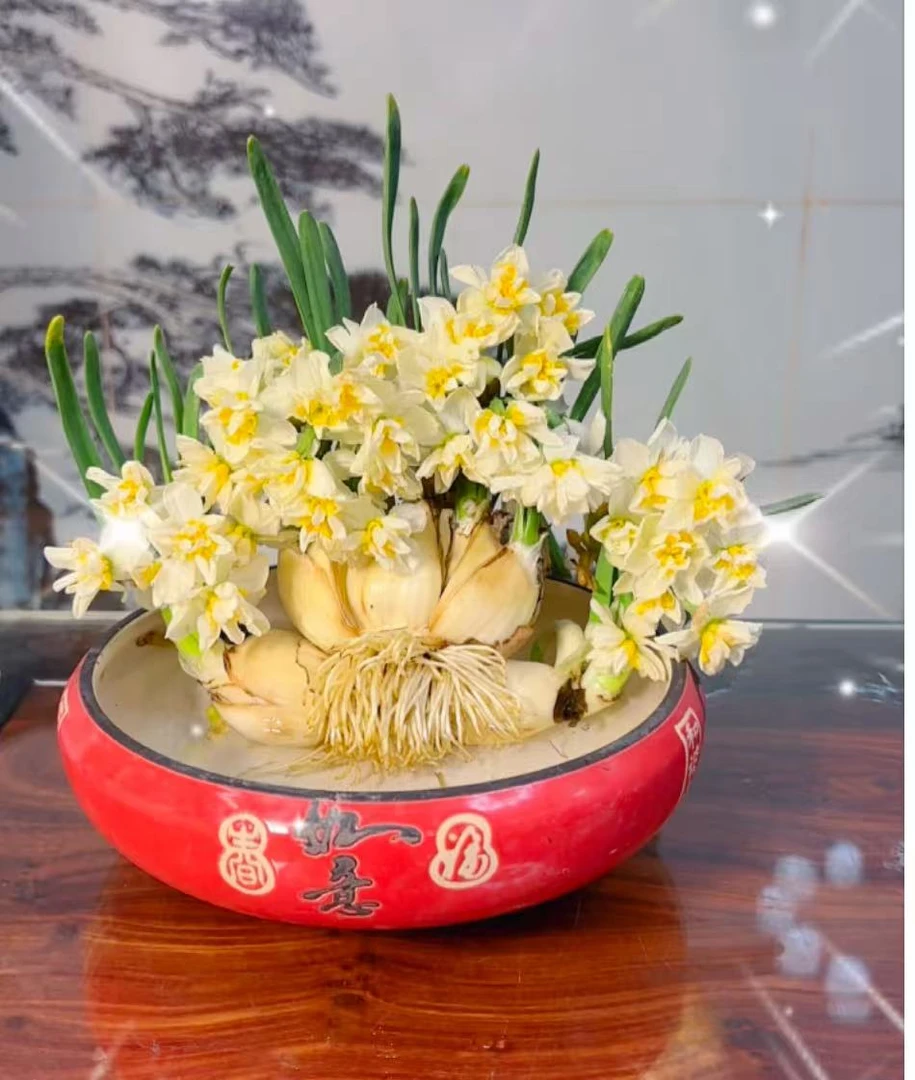 新品艺术造型【水仙花孔雀开屏】特大花王漳州水仙花水培好养