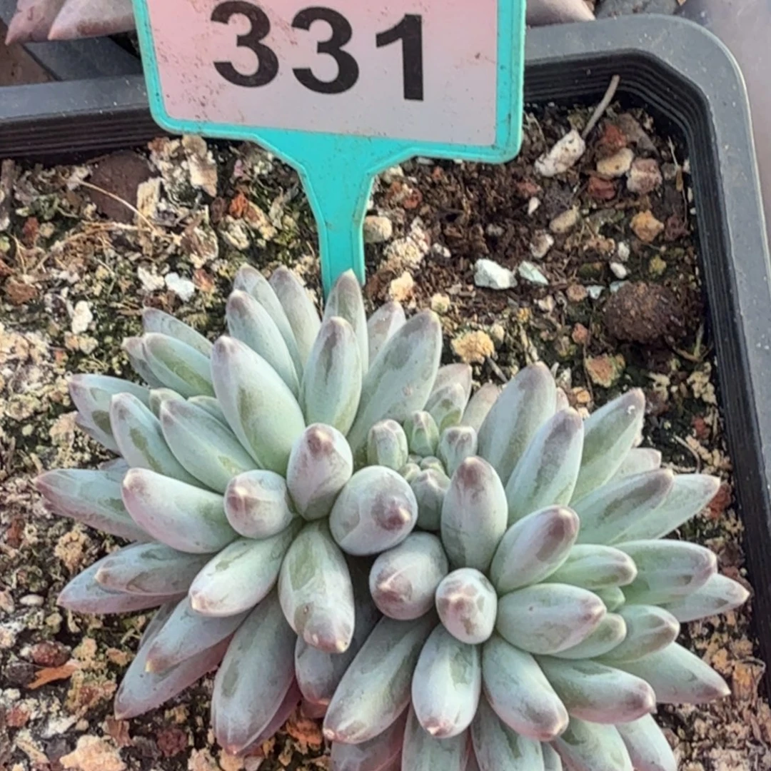 姜子牙一物一拍331