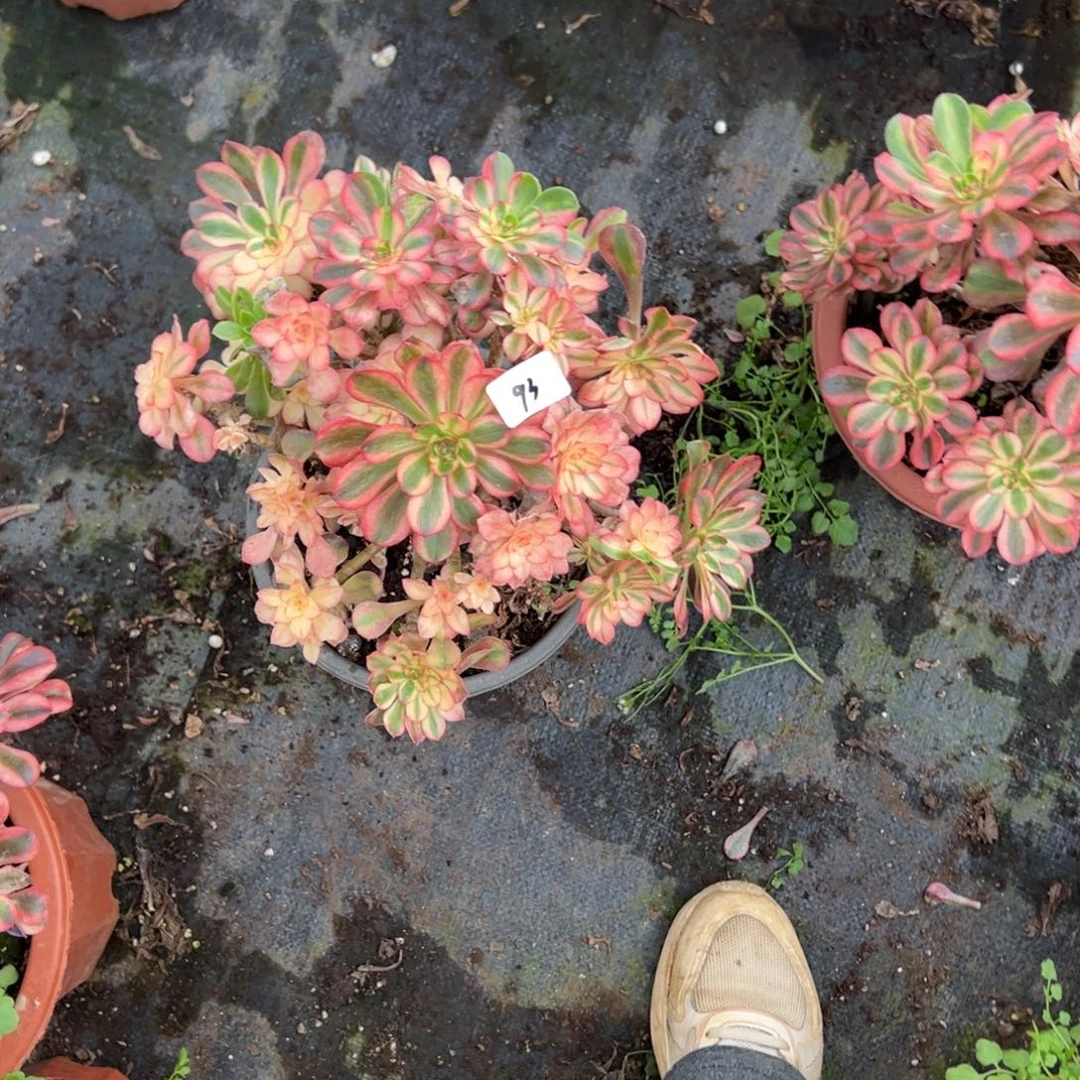 93初恋多肉嘻嘻嘻母本