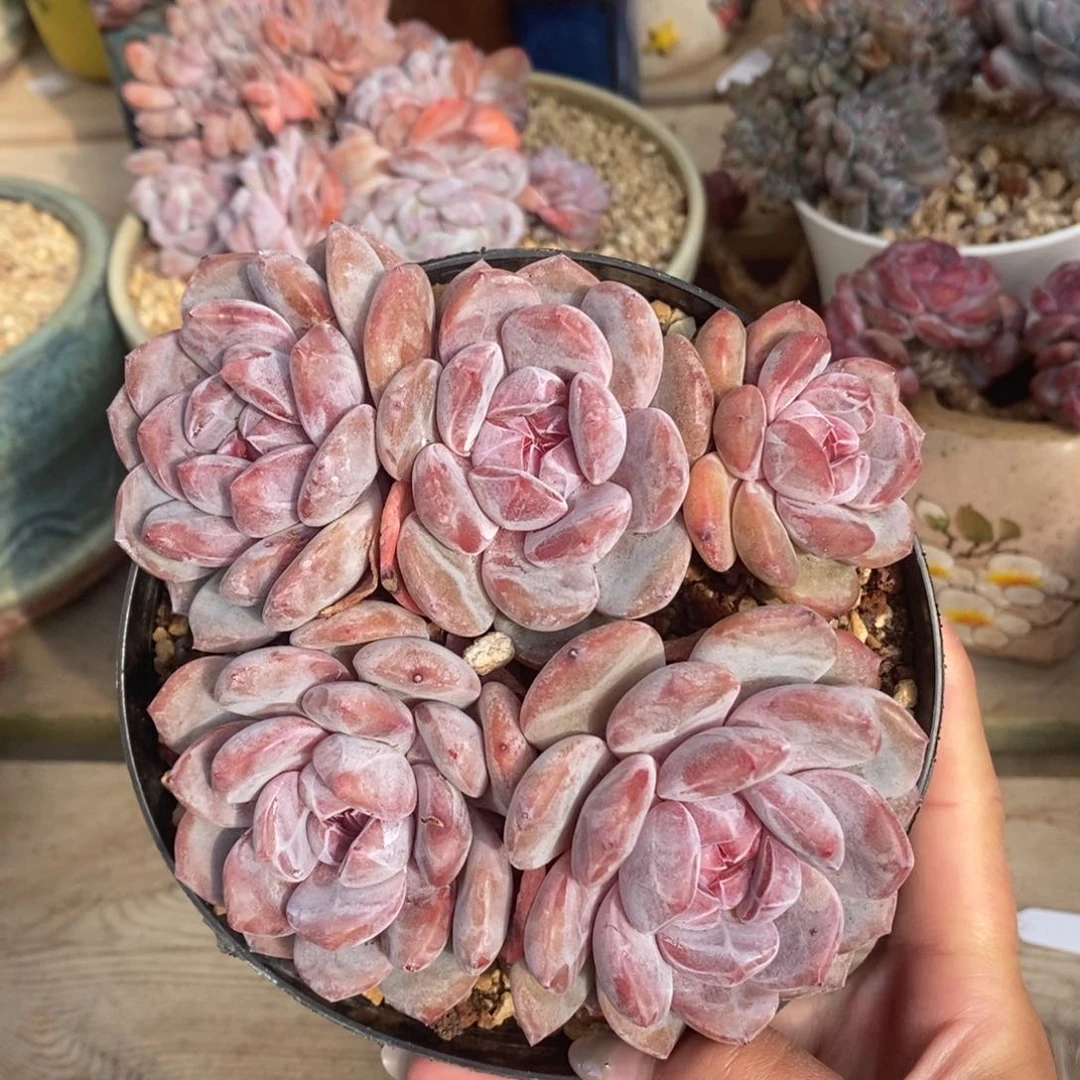 五头脸朝上绿底紫心大包子