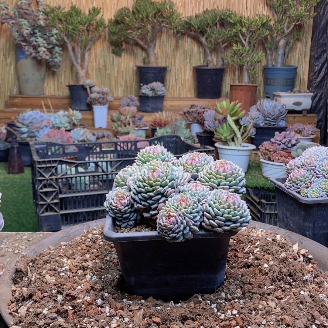 ღ****408号白胖子多肉