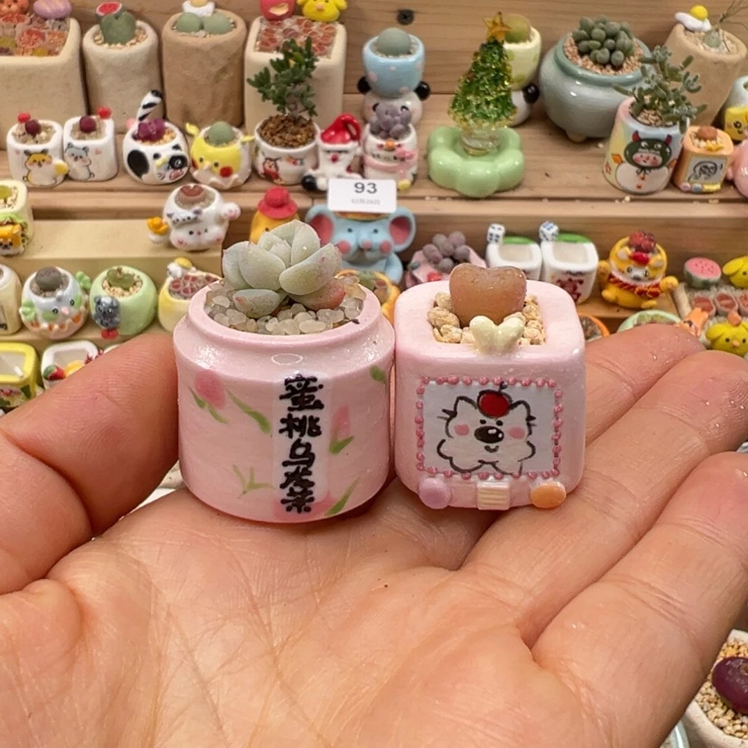 多肉植物131号两个盆