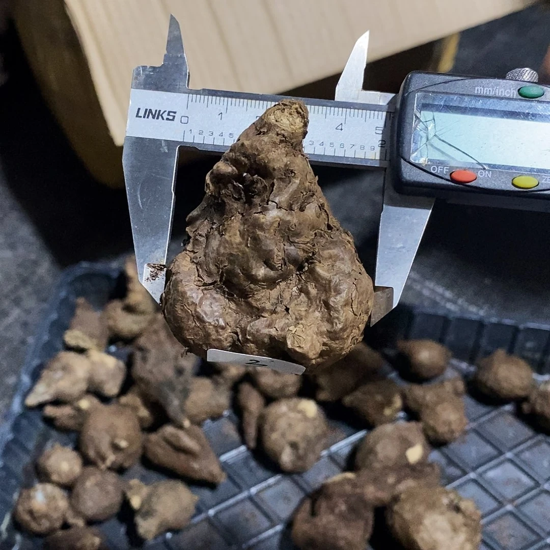 一叶龟一物一拍03