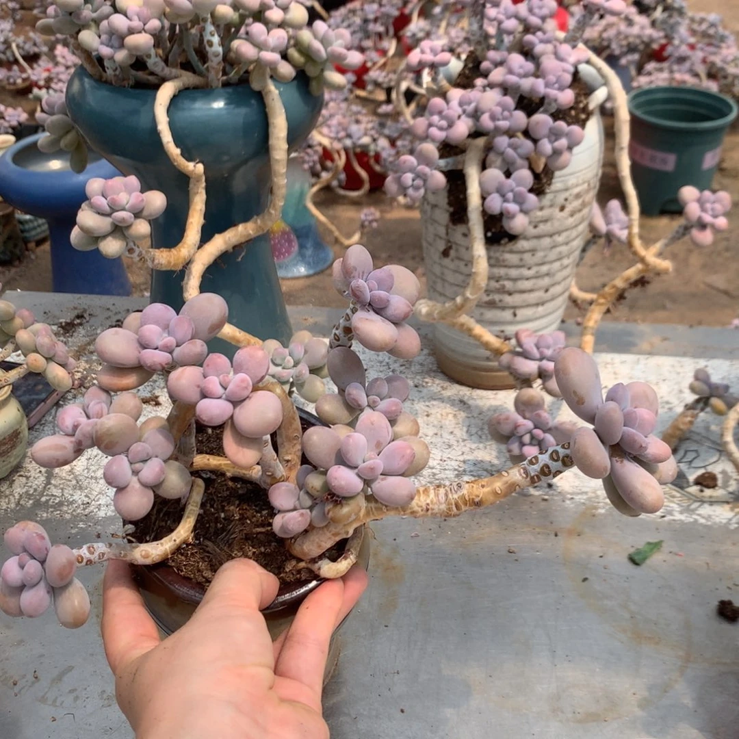 桃蛋老桩不带盆14号