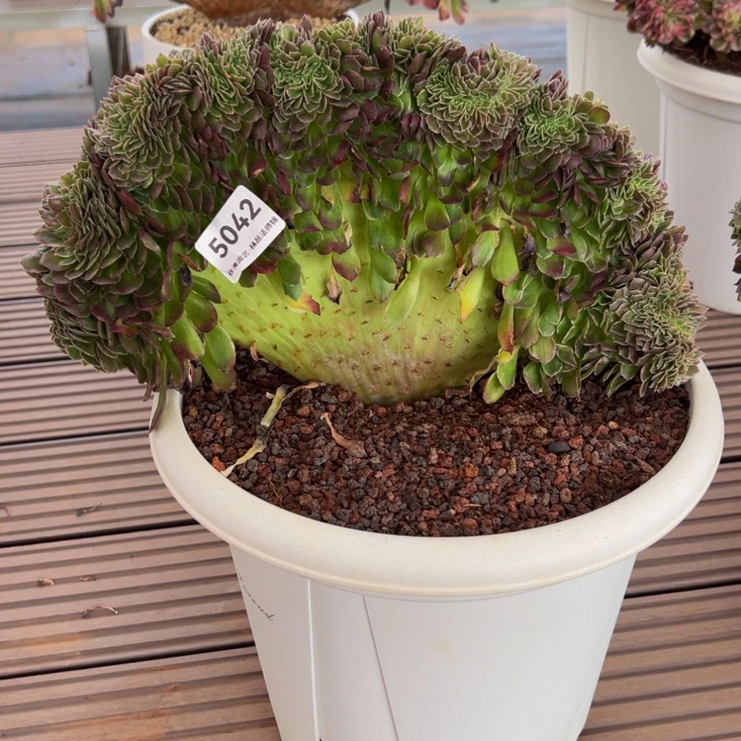 衣**夭5042万花筒缀化