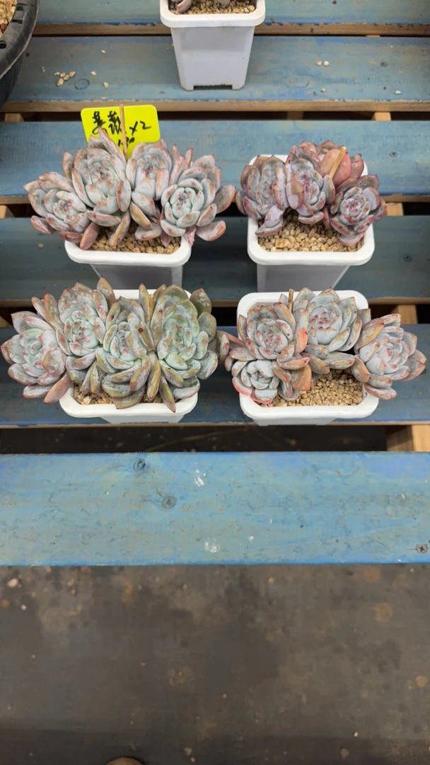 紫皮星影老桩小群