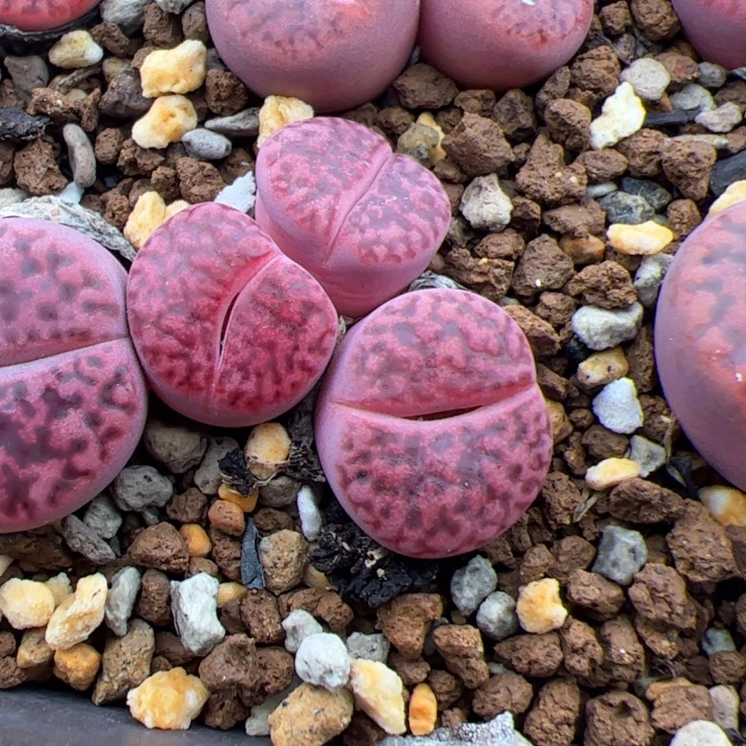 011号紫石榴三头 多肉植物