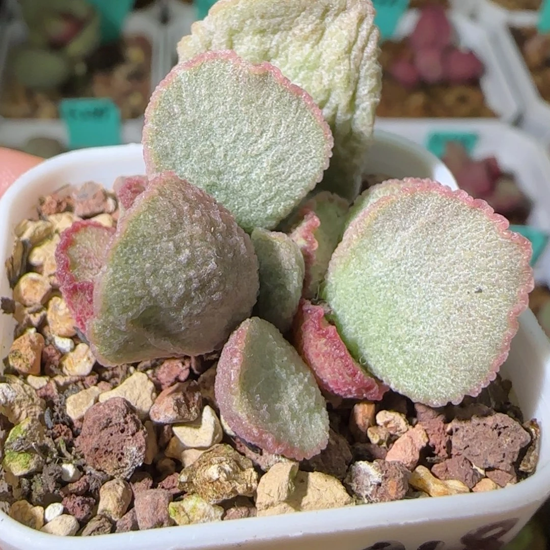 172-018叶插，四方盆发