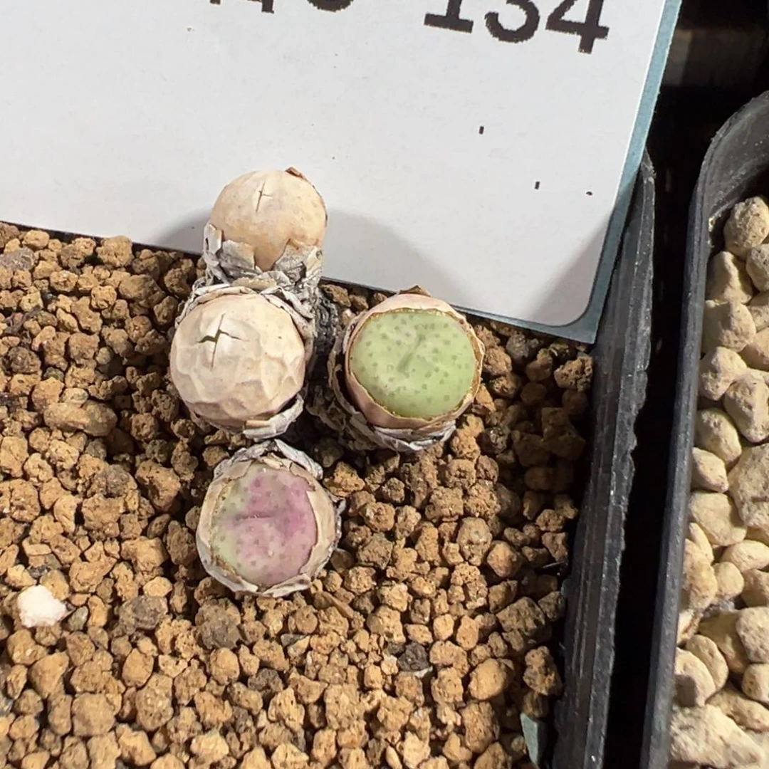 5-134奶油嘴多肉植物