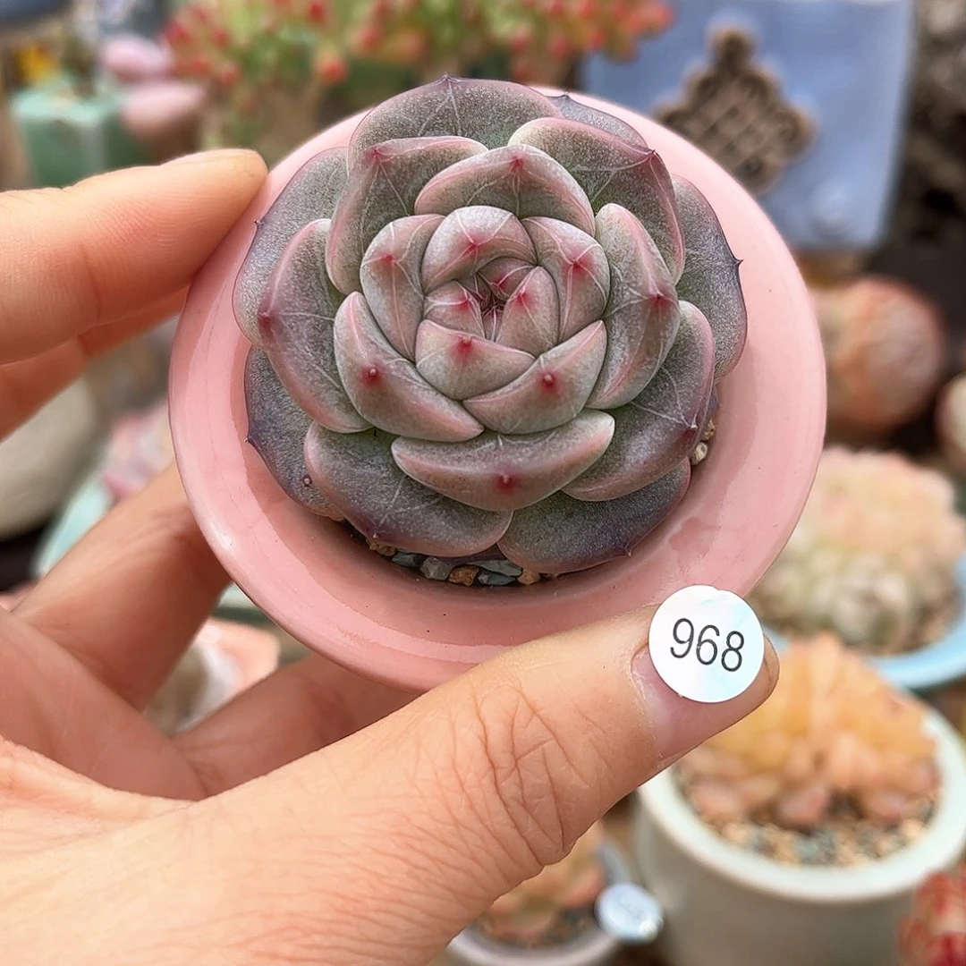 968 多肉含盆土30元包邮除偏远