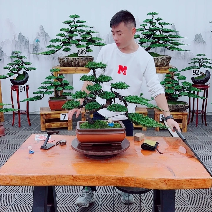 无花朵松柏盆景，一物一拍