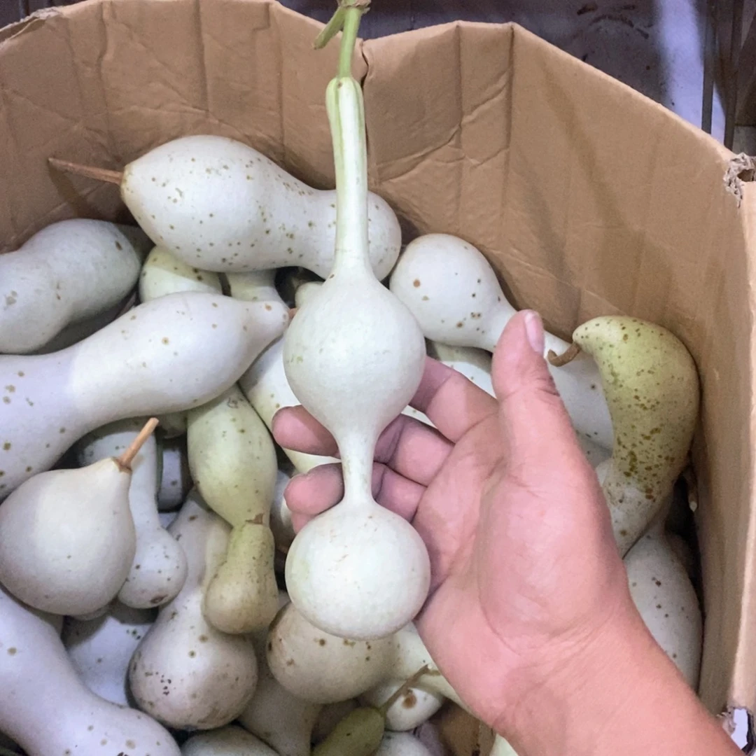明***6文玩葫芦青皮葫芦