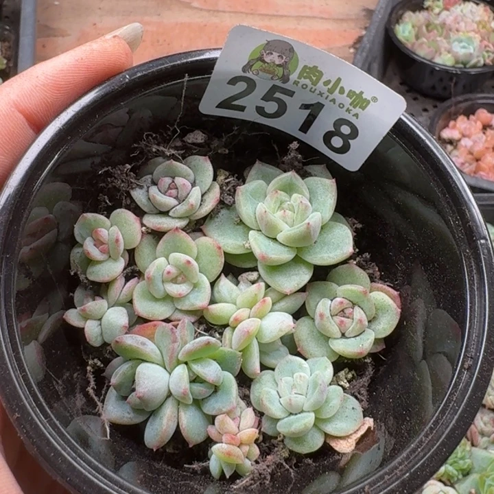 多肉植物多肉植物