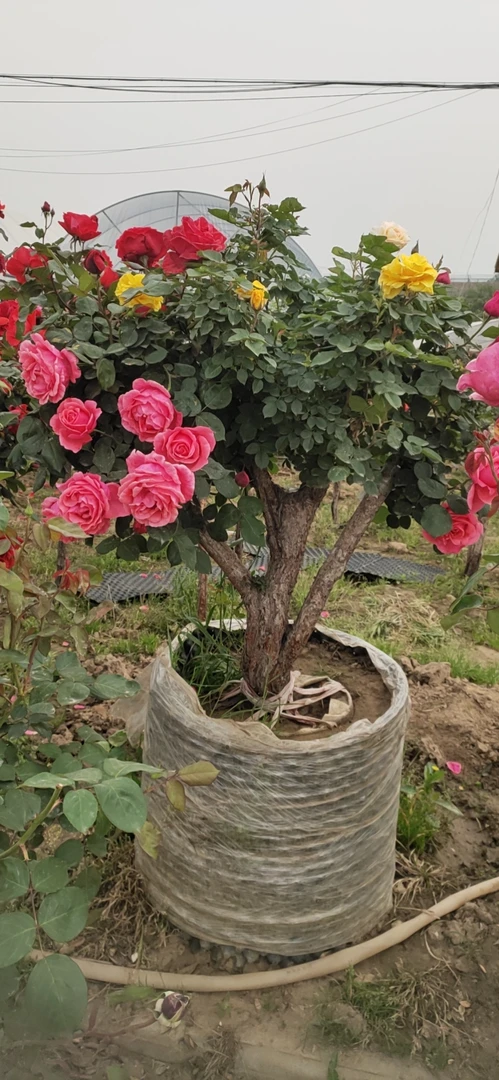 树桩月季大花国月