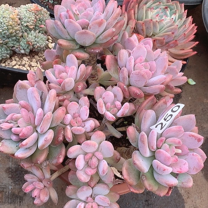 250灰姑娘一物一拍多肉