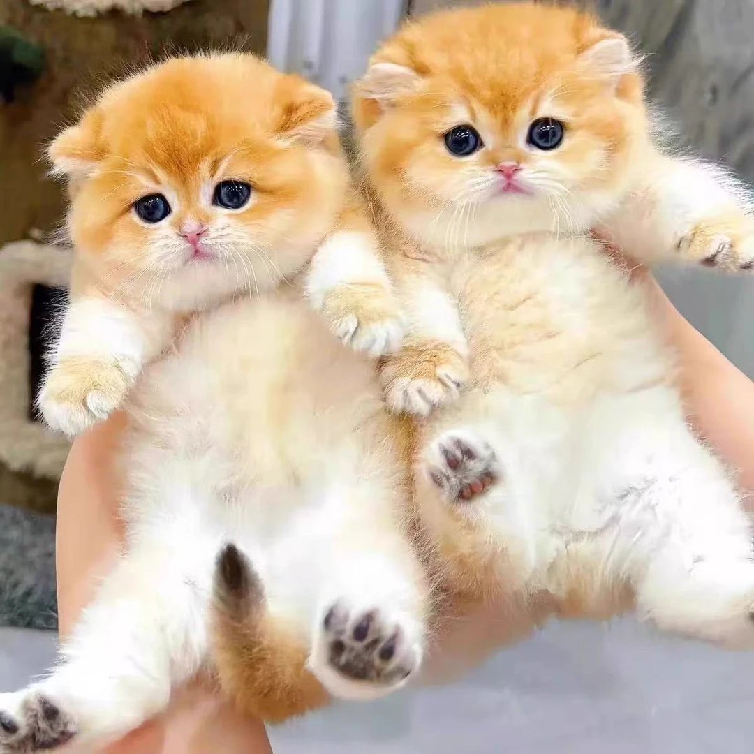 星星精品猫 金渐层金加白蓝金紫金曼基康拿破仑全款链接