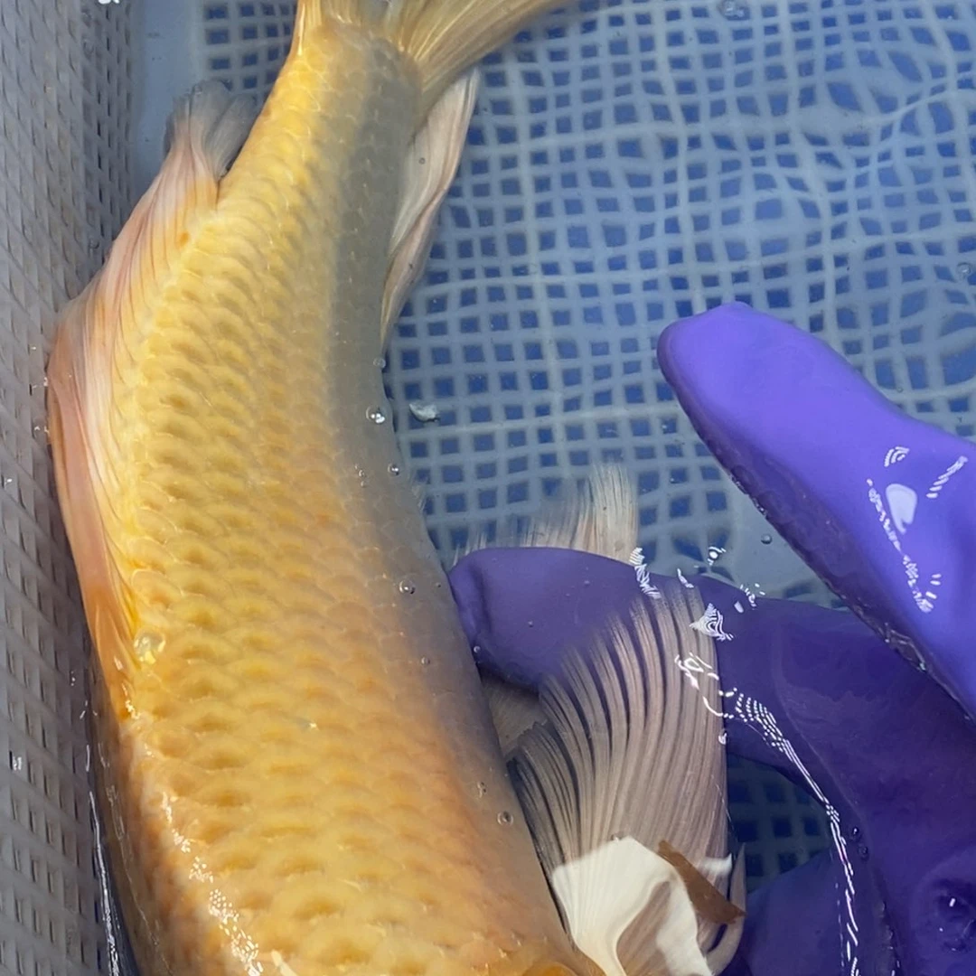 锦鲤冷水锦鲤包邮