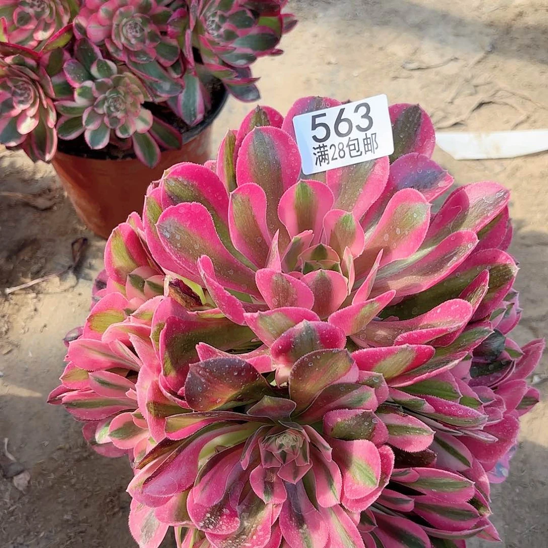 X. 563香妃多肉111