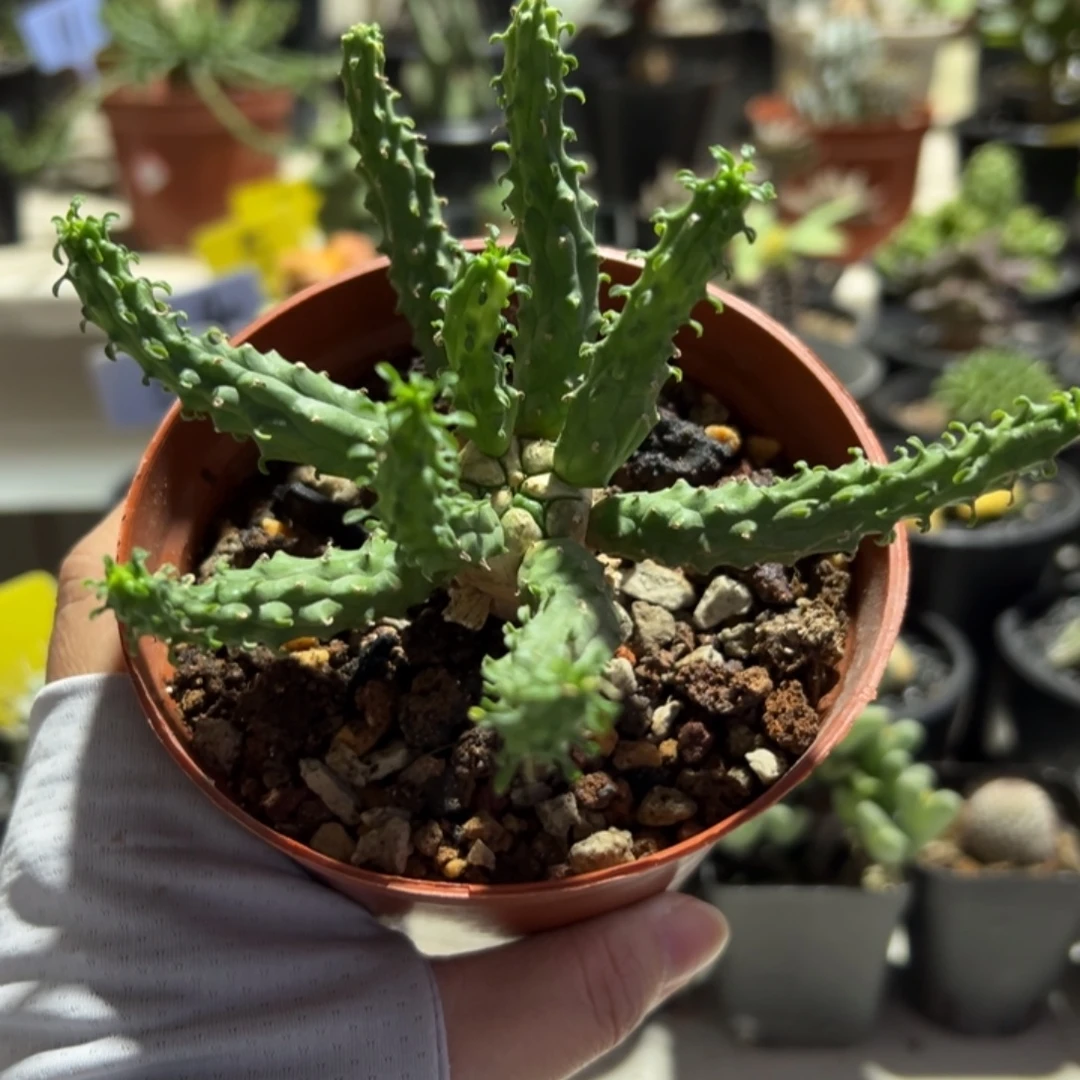 九头龙带盆11111111