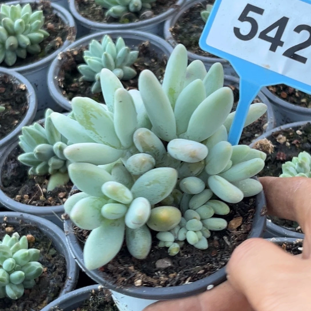 多肉植物白兰迪群542