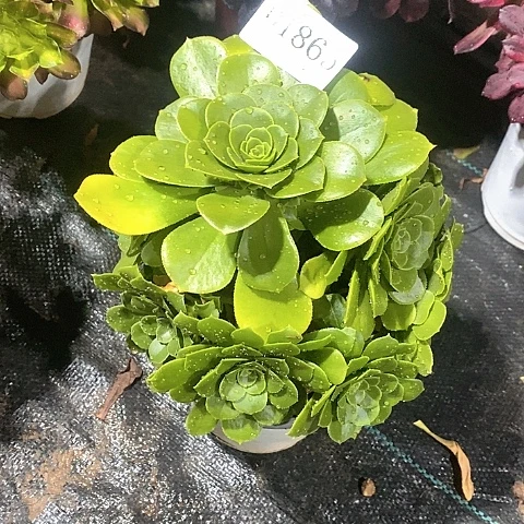 1865路羊绒多肉法师锦