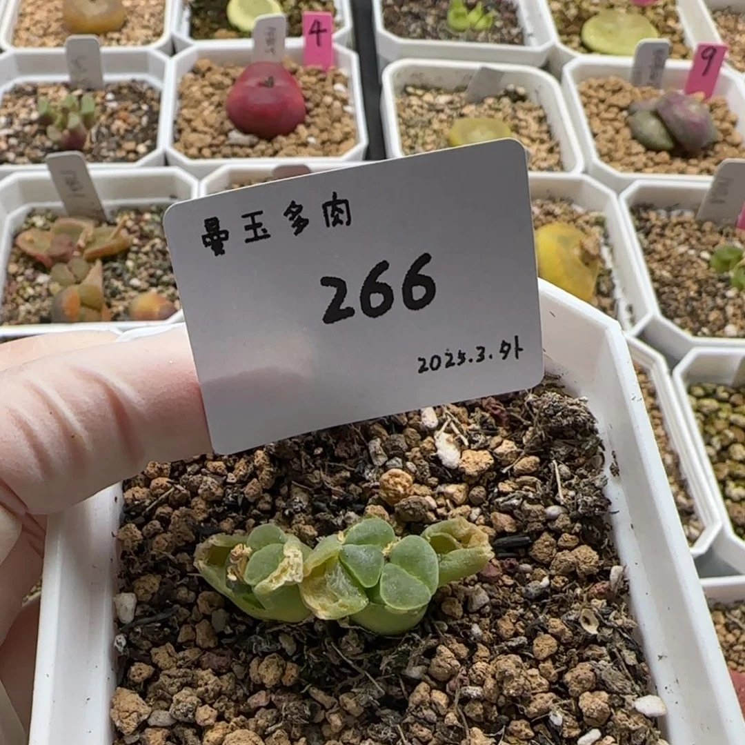 D****.多肉多肉多肉3-266