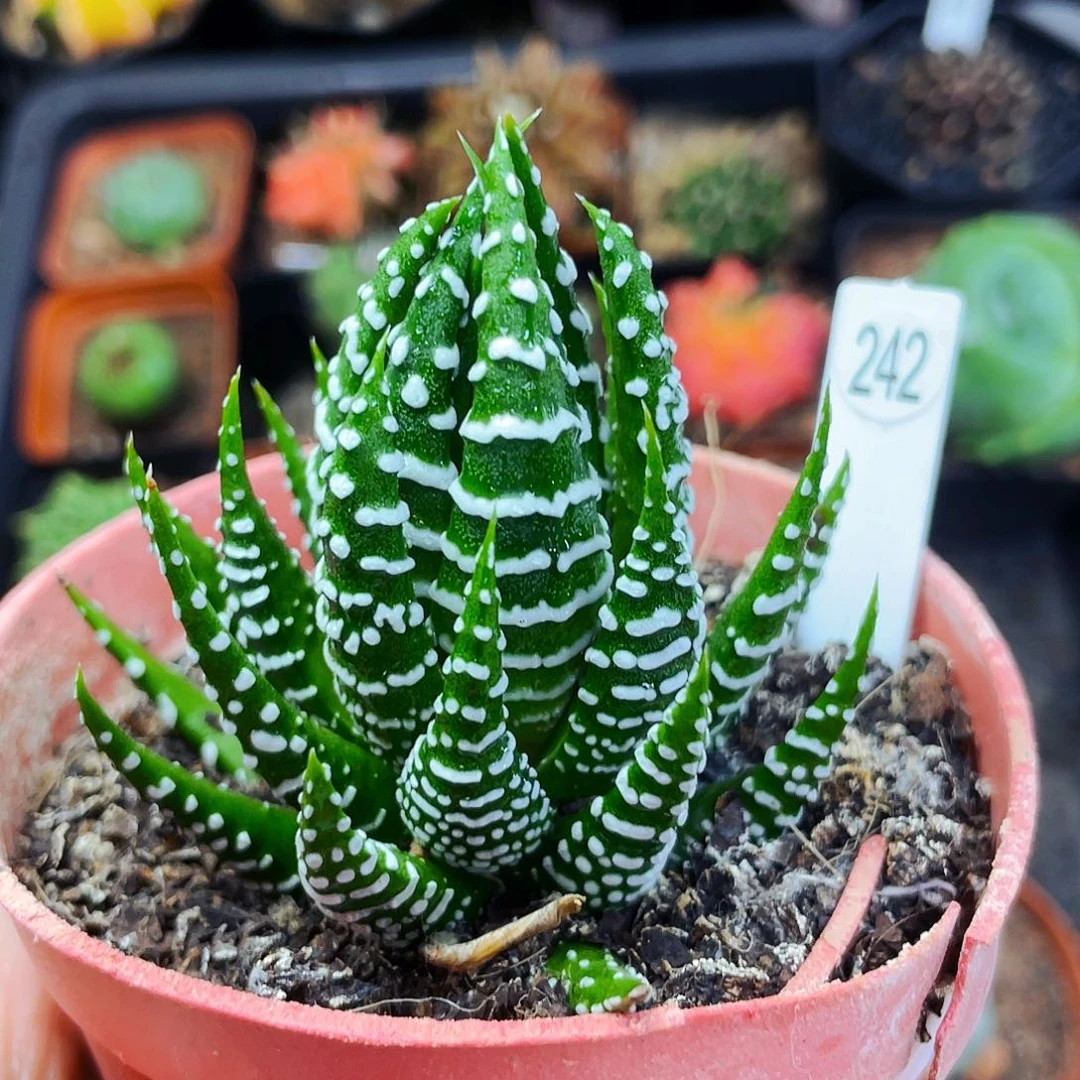 非偏远地区满25包邮仙人球