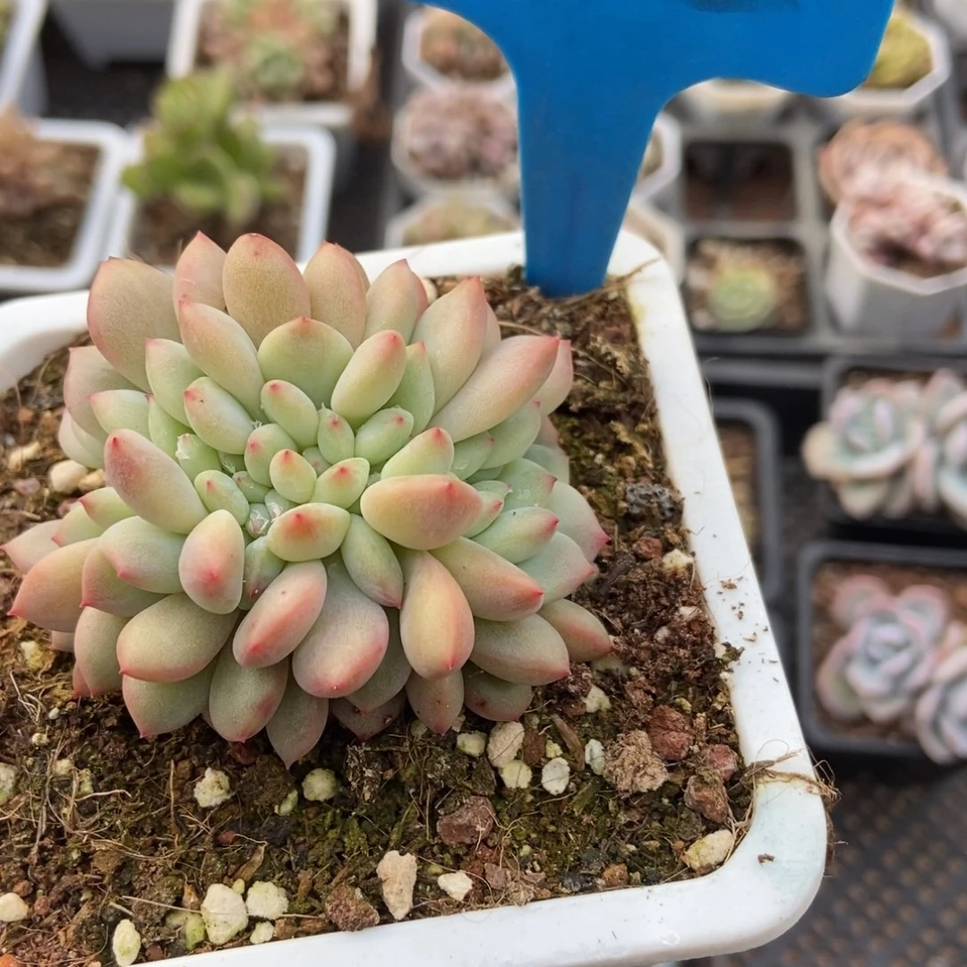 1012爱丽儿缀多肉植物保护