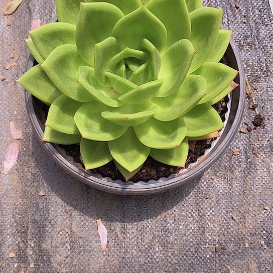 无花朵曰*明翠花多肉植物