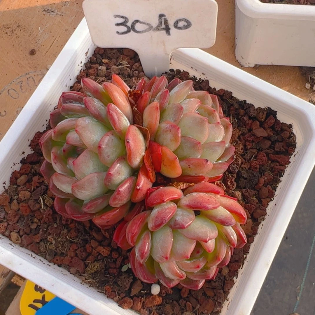 多***贝三头全明星3040号一物一拍