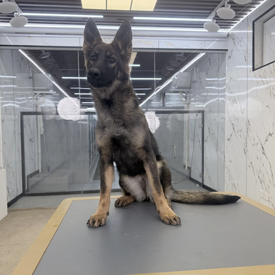 【戴斯名犬】东德牧羊犬 活体 狗狗