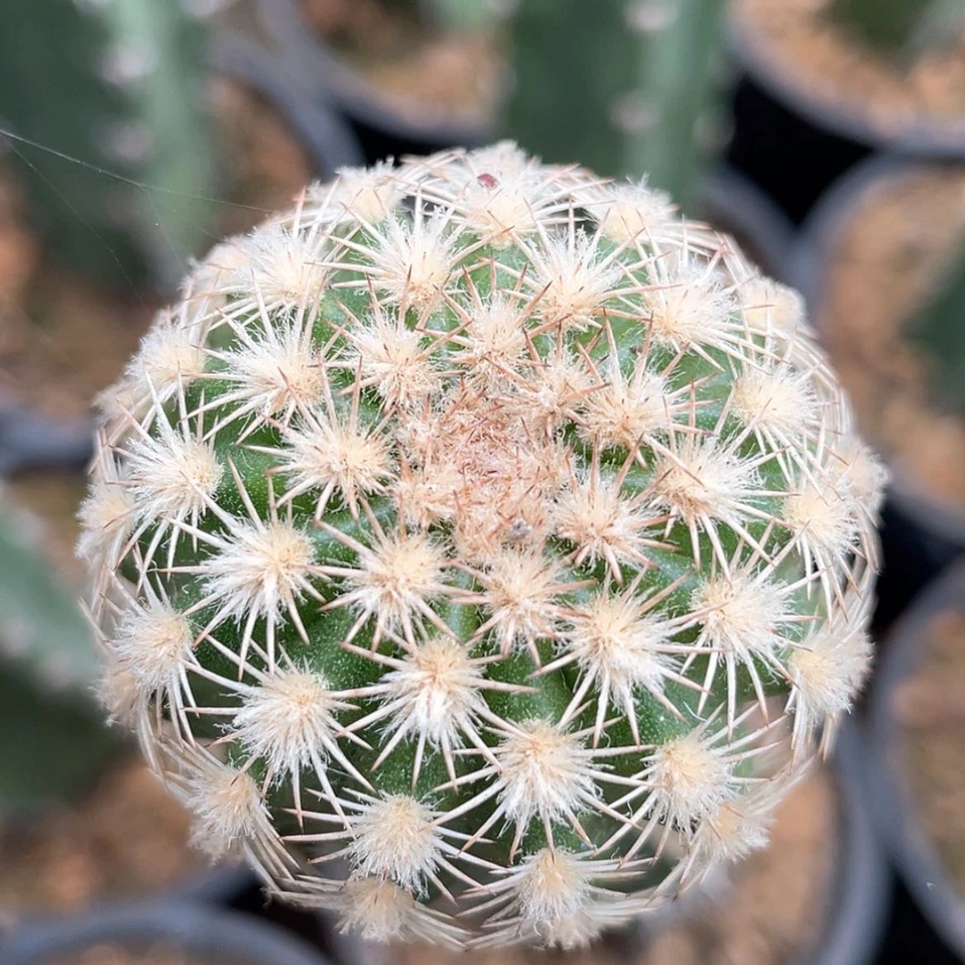 【闪购商品】皇冠虾苗接66666