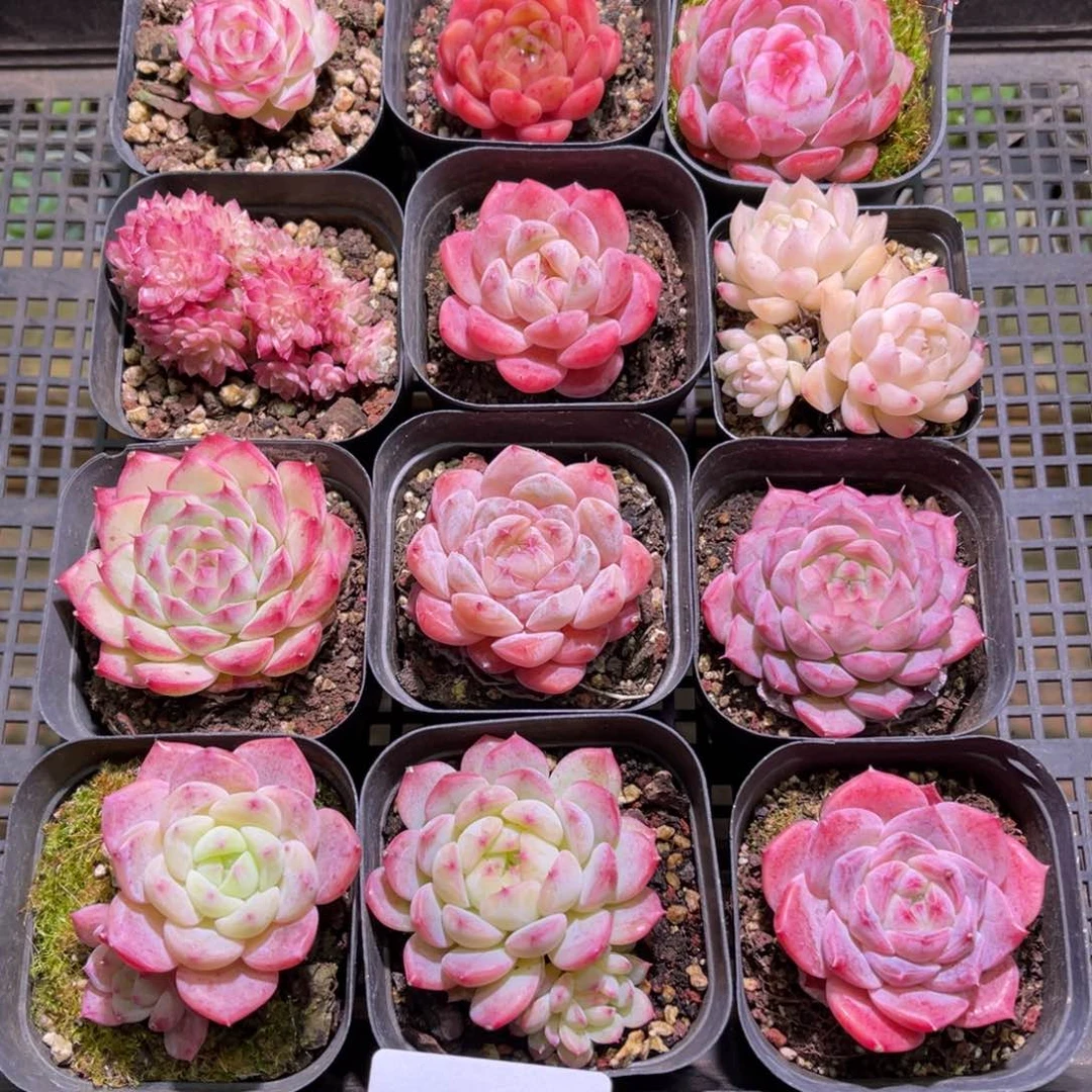 花20- 06框拍多肉12颗