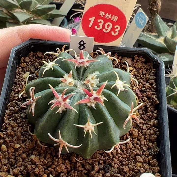 实生武藏凌波4.4cm