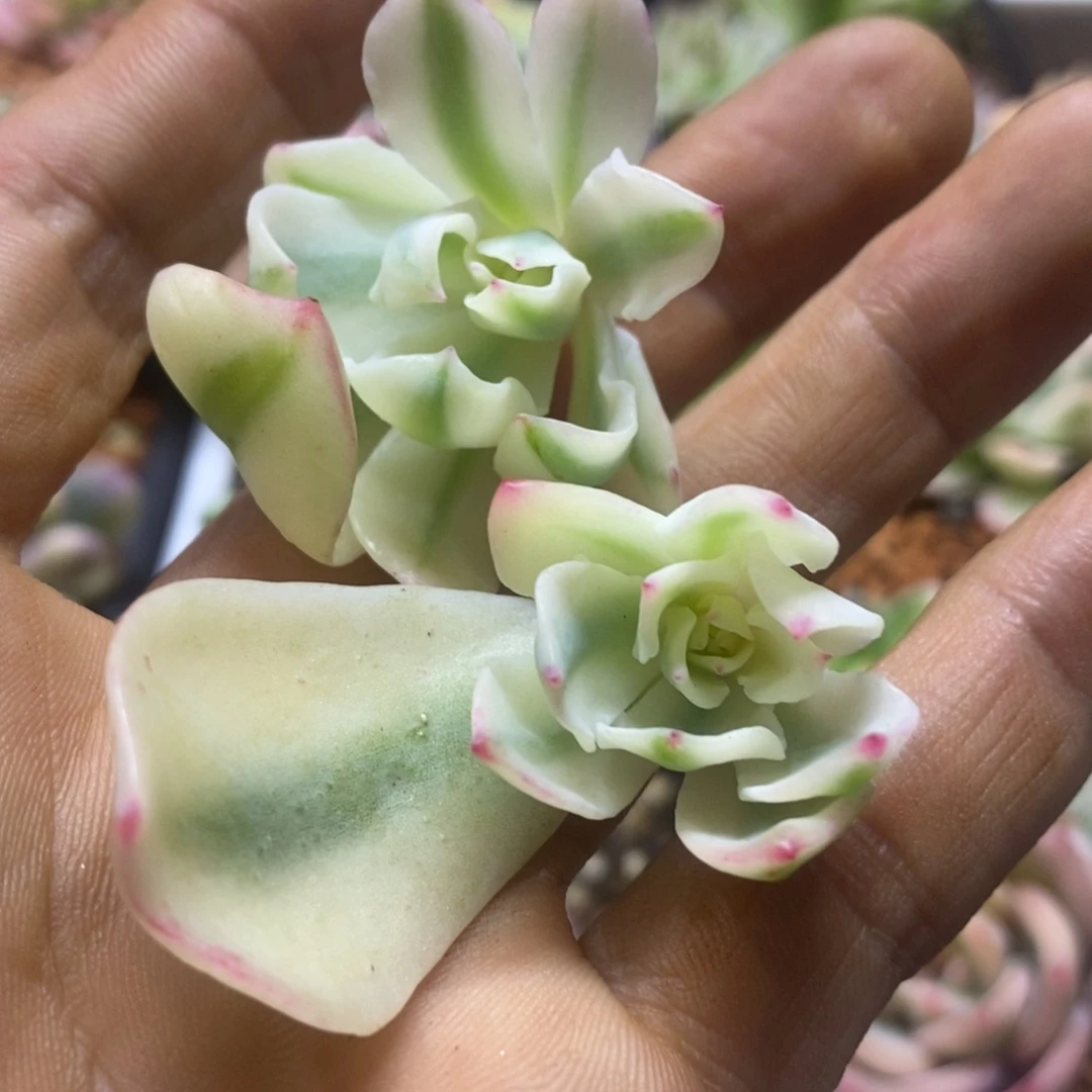 多****爱 多肉小可爱 多肉植物