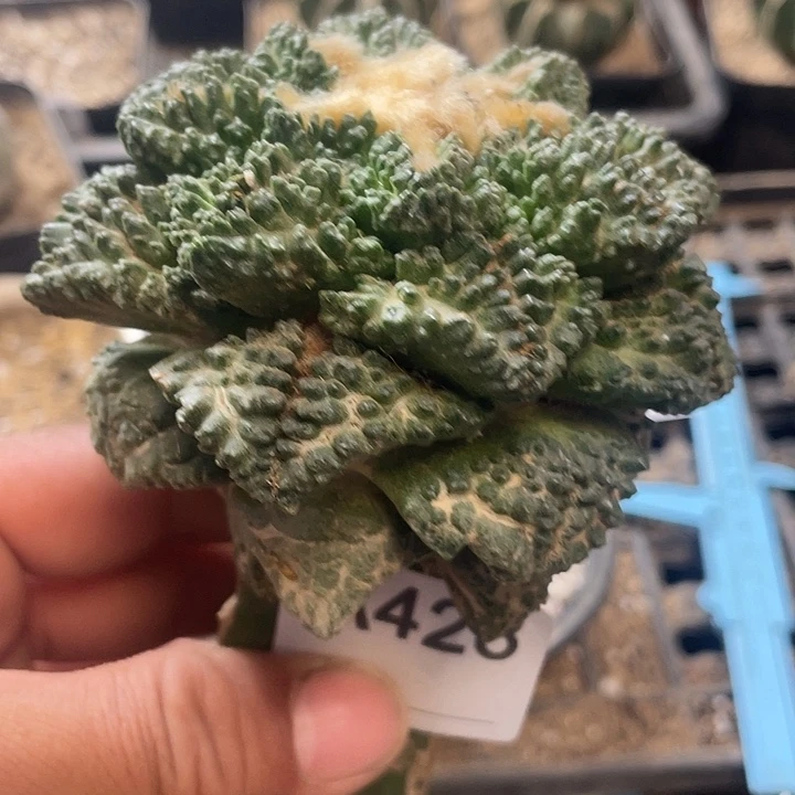 仙人球龟甲牡丹428号