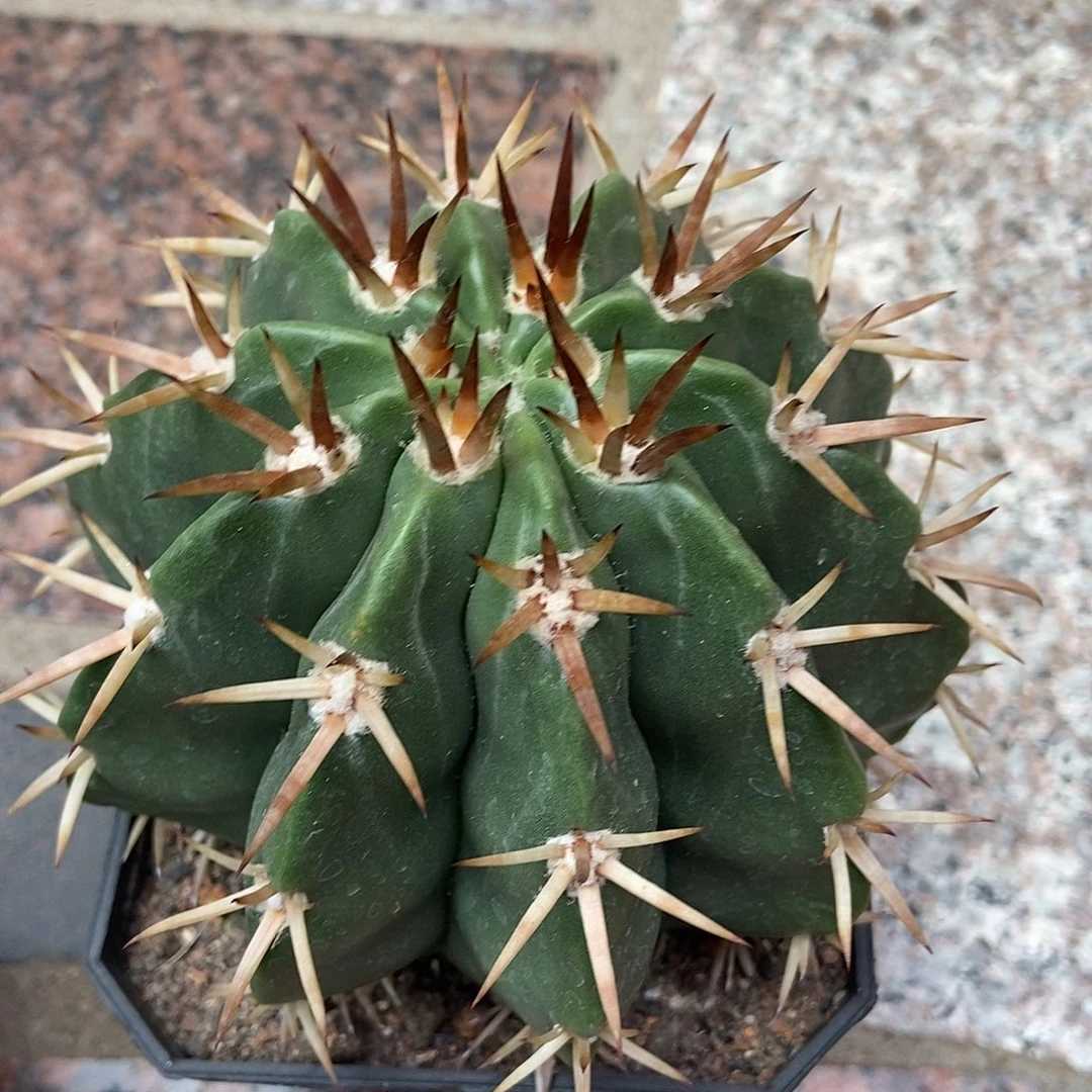 实生华云仙人球1棵