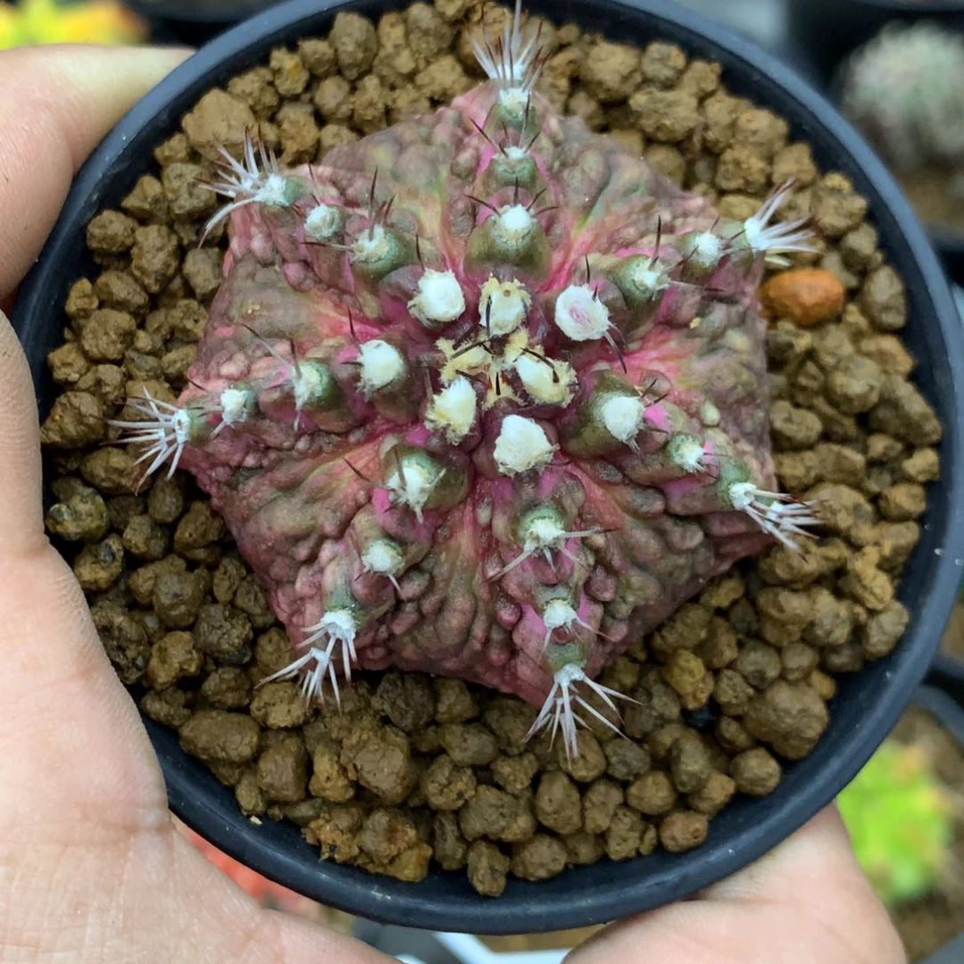 花**生仙人球一物一拍的