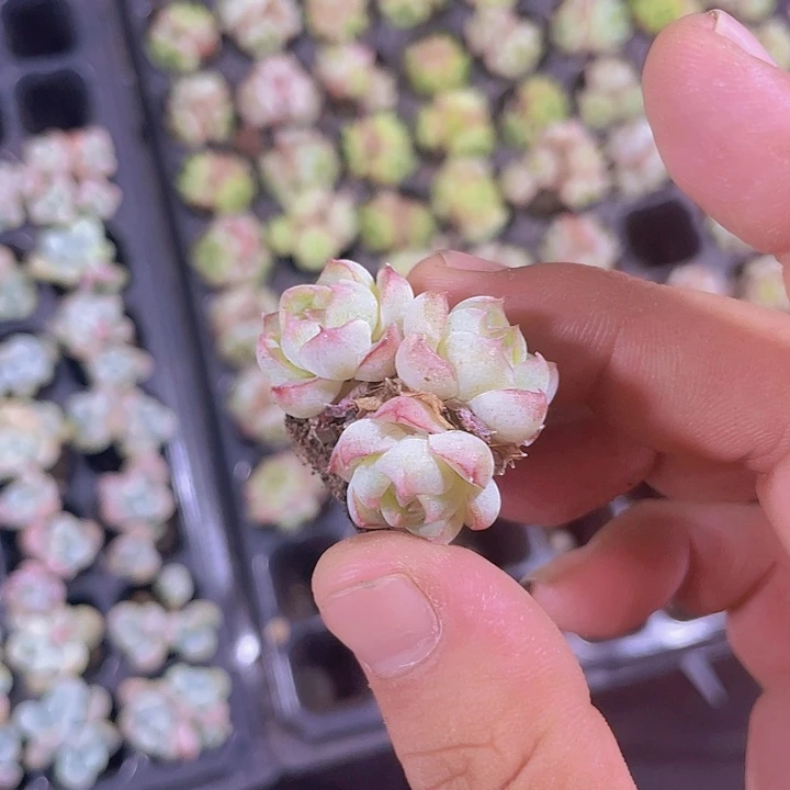 玫瑰仙子群精品多肉