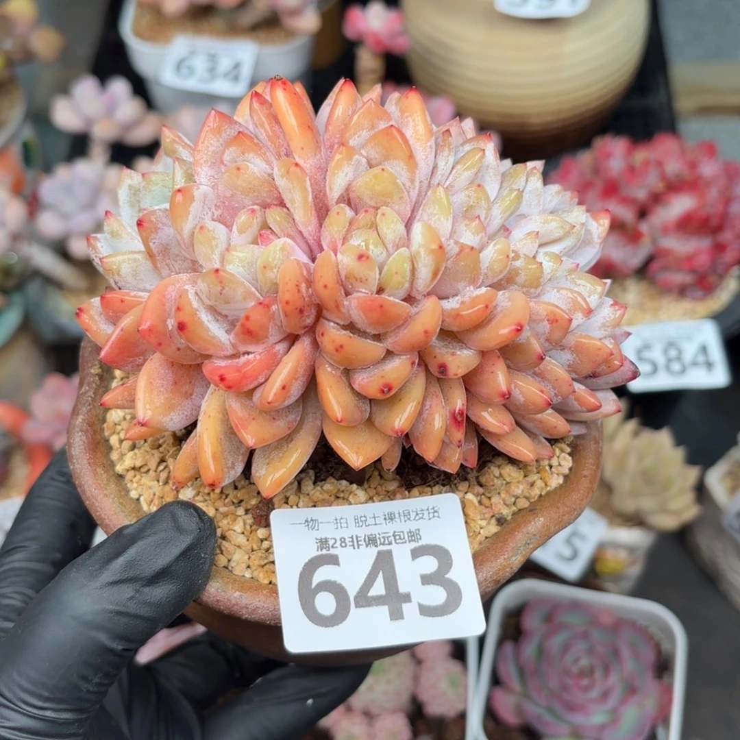 橙梦露缀化无盆土发货