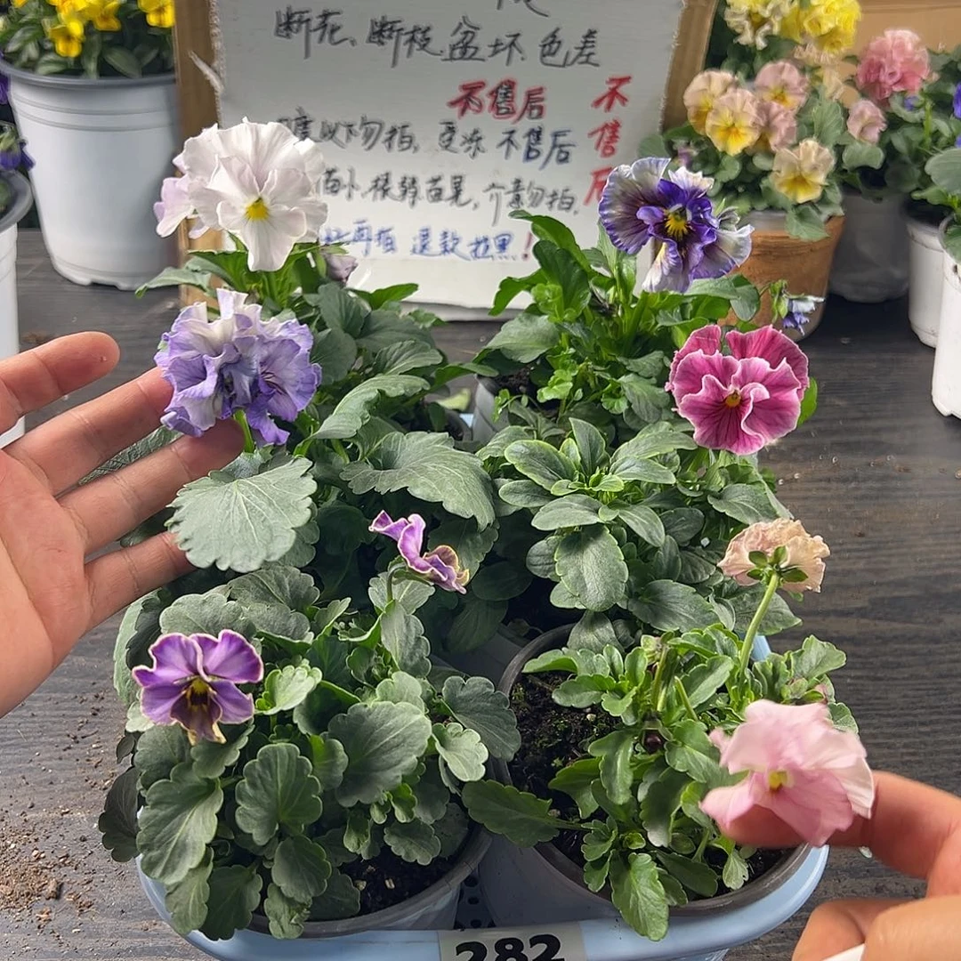 大部分花苞少量开放282号