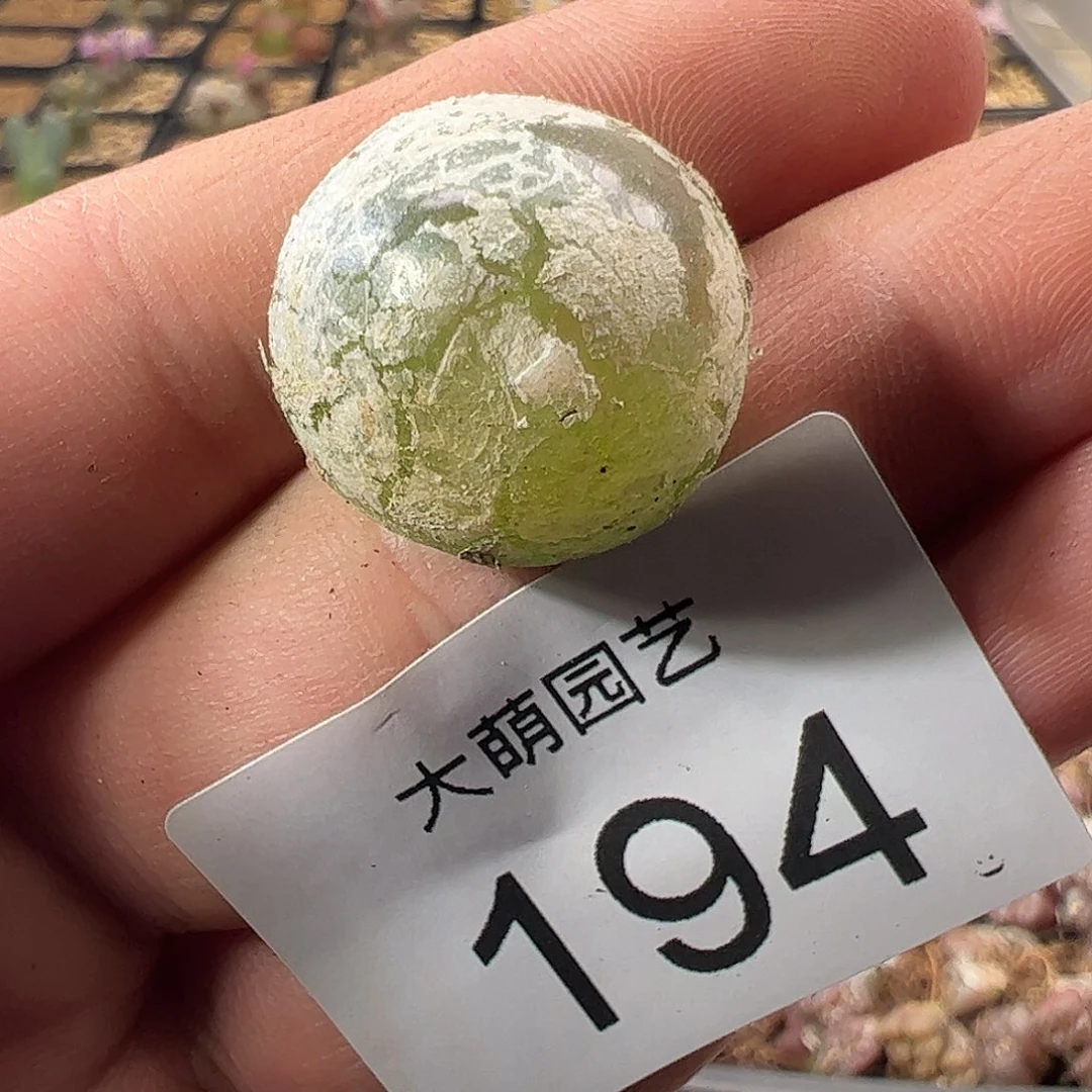 0000194量拍大灯泡1颗尺寸不低于2.0