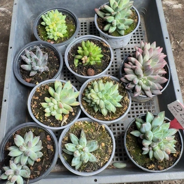 2537多肉植物一物一拍