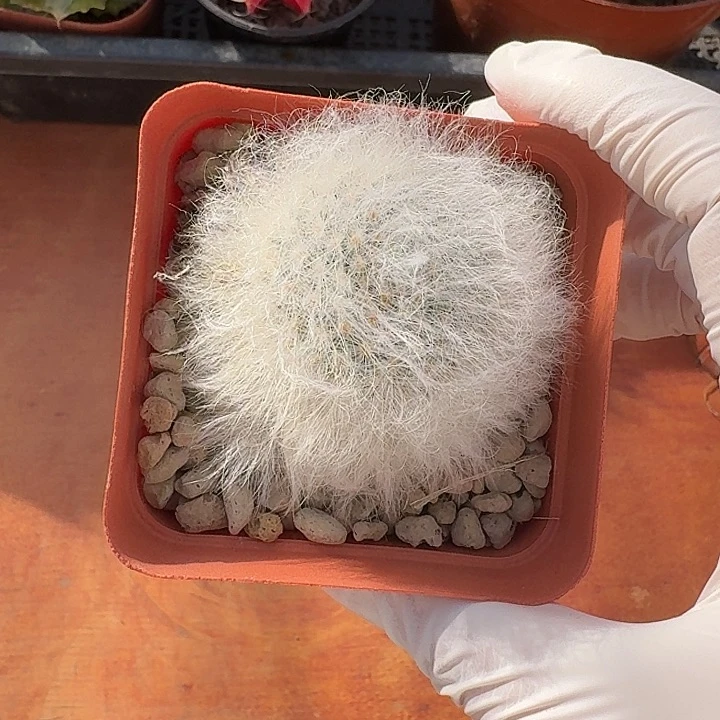 a**e无刺丽光殿仙人球