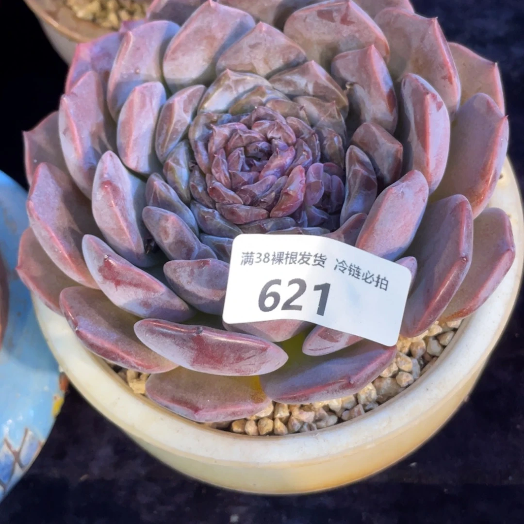 小****621冰魄单头多肉植物一物一拍