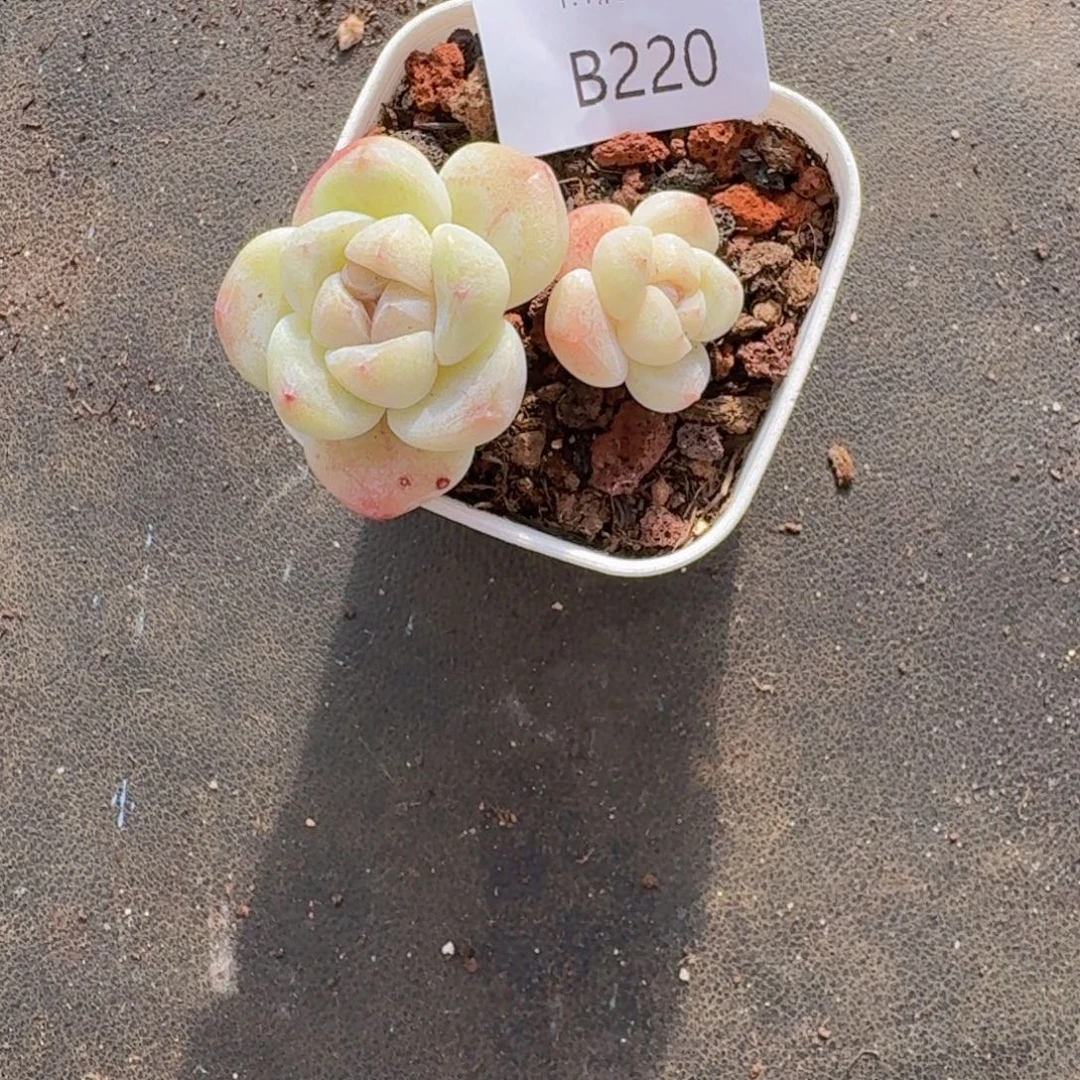 双头冰玉一颗带盆