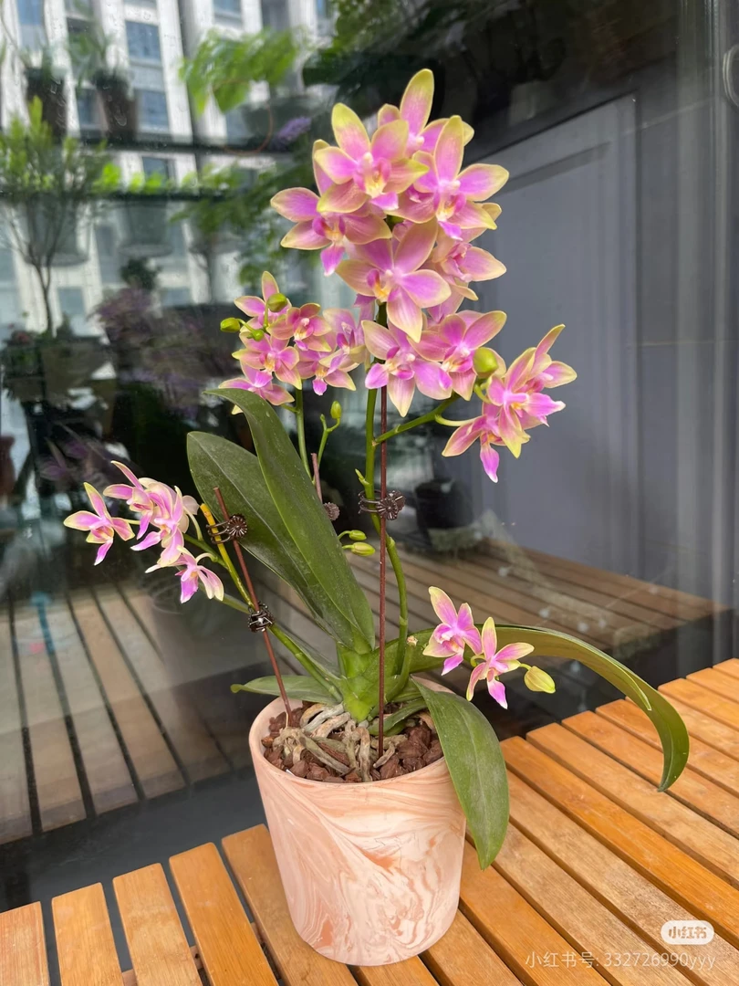 金树一代3.0高颜值蝴蝶兰苗(叶片微损在意勿拍不售后)