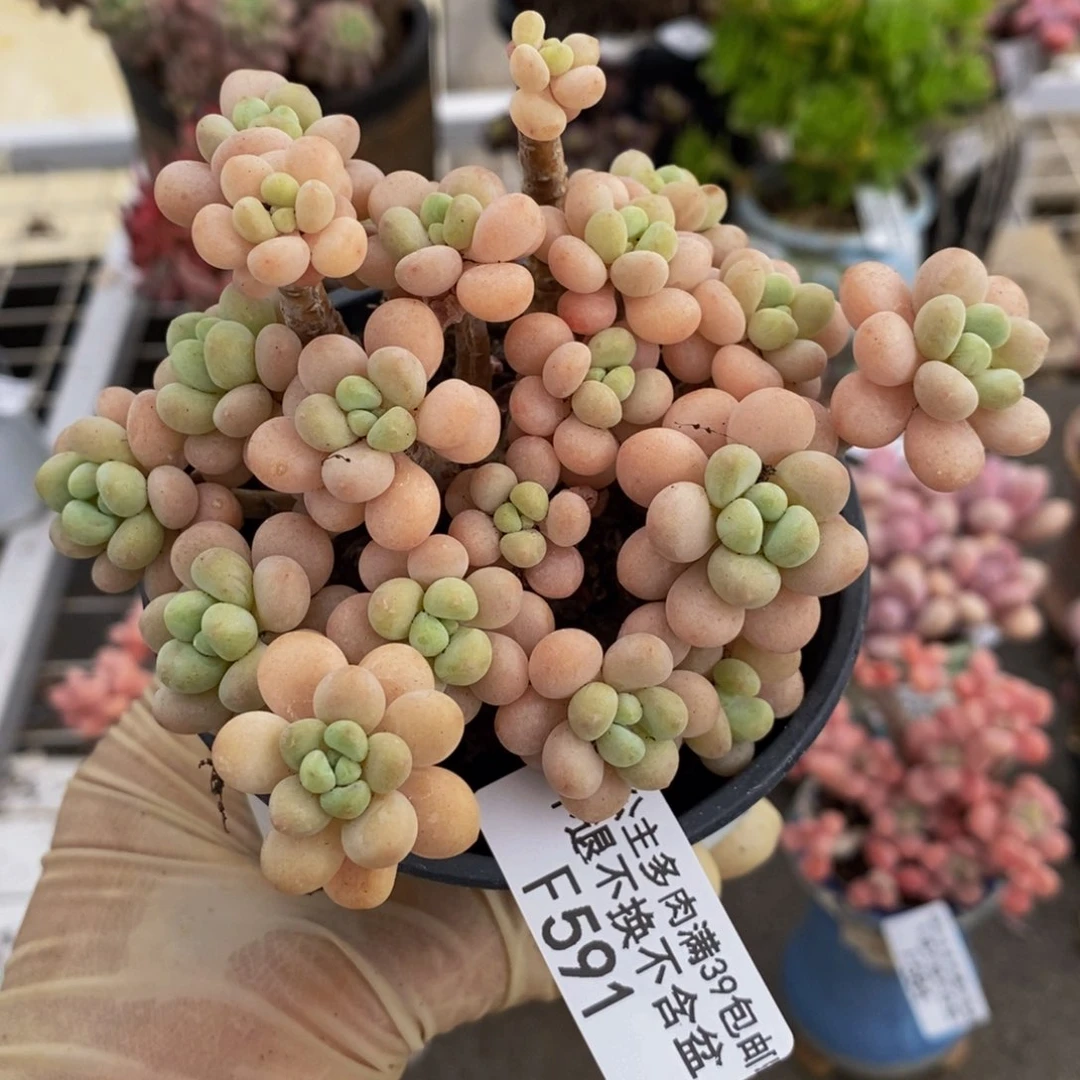 花朵鱼子酱591/9c m